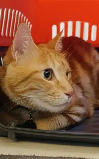 گربه جینجر نر ۶ ساله