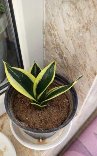 گل طبیعی