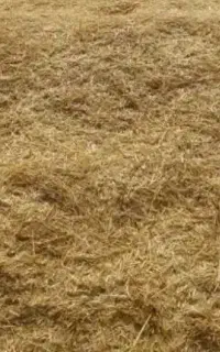 کاه گندم نرم برا امسال