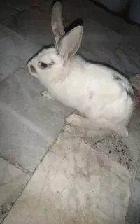 خرگوش بزرگ