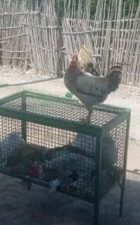 خروس محلی سنگین و مرغ گیر اصل