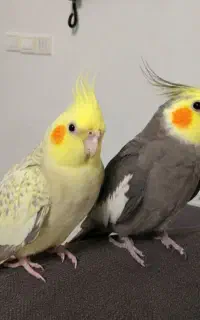 عروس هلندی