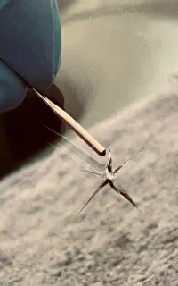 ترمیم و تعمیر شیشه جلو خودرو