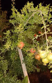 خدمات باغبانی