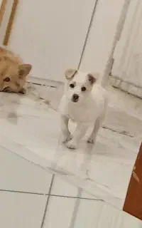 توله سگ اشپیدز