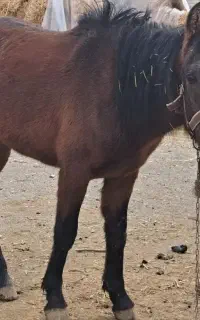 فروش فوری یه کره اسب