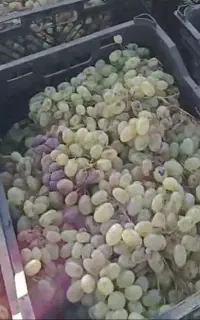 انگورشیرازی