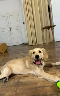 سگ گلدن رتریور ۸ ماهه