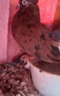 نر سرخ خال سیاه