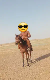اسب مادیان عرب ۲ساله