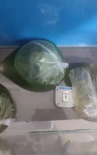 گیاه آکواریوم