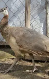 ماده طاووس گمشده