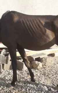 اسب مادیان با کره