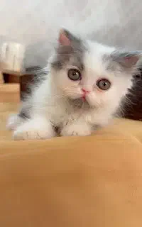 گربه نژاد دار
