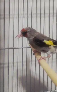 سهره و قناری