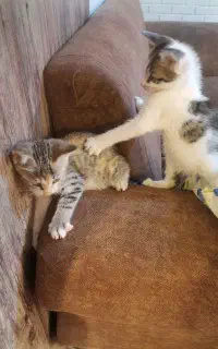 واگذاری ۴ عدد بچه گربه