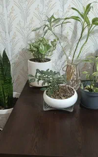 گل های زیبا