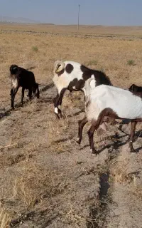 تکه