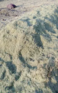 کاه خرد شده یونجه فروشی