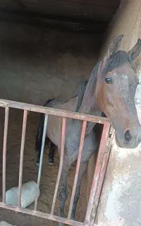اسب عرب
