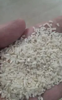 نیمدانه طارم هاشمی