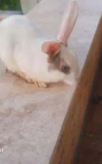 دو عدد خرگوش زیبا و دستی