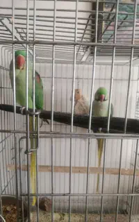 شاه طوطی