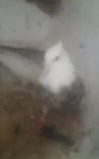 کبوتر طوقی