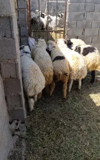 دام