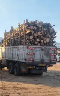 خریدار چوب های هیزمی و صنعتی