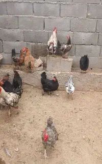مرغ و خروس بومی تخمگذار