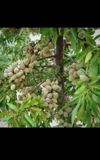 مثمر بادام آذر نهال و دیر گل شاهرودی خوشه ای