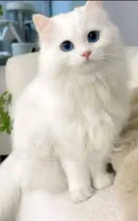 سالم سرحال
