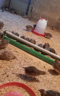 فروش گله بلدرچین نر و ماده
