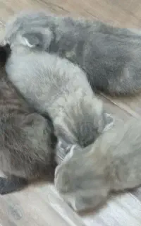 گربه نژاد دار