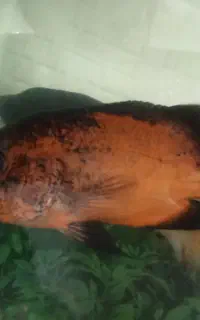 ماهی اسکار
