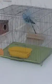 یک جفت مرغ عشق به همراه قفس و وسایل