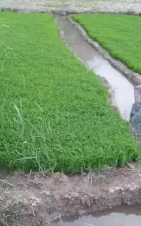 توم هاشمی اصلا ح شده