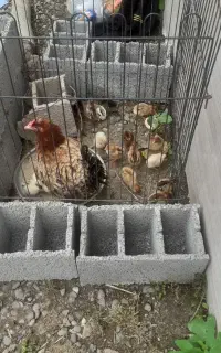 مرغ وجوجه محلی