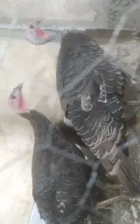 بوقلمون