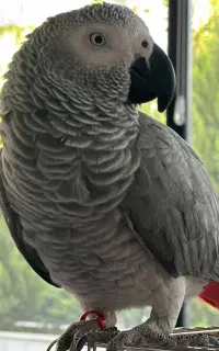 گمشده(طوطی کاسکو دم قرمز)
