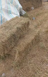 علوفه بسته بندی