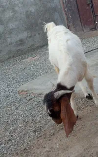 تروشت نر گوش دراز