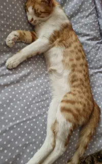 دوتا گربه نر وماده