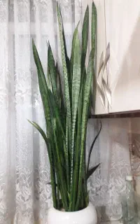 گلدان سانسوریا یک متری