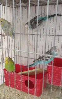 مرغ عشق