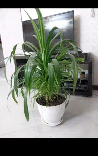 گل آپارتمانی