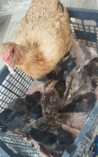 جوجه محلی زابلی 18روزه