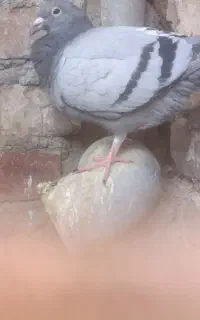 کبوتر