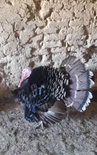 بوقلمون نر